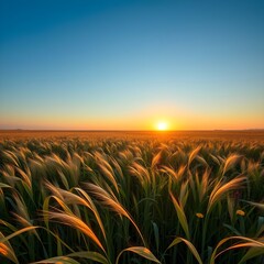 Wide field, beautiful reed field
