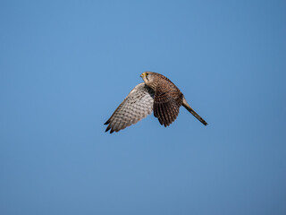 Turmfalke (Falco tinnunculus)