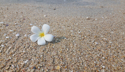 White Plumeria Flower on Sandy Beach