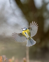 Blaumeise (Cyanistes caeruleu) 
