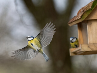 Blaumeise (Cyanistes caeruleu) 