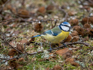 Blaumeise (Cyanistes caeruleu) Blaumeise (Cyanistes caeruleu)