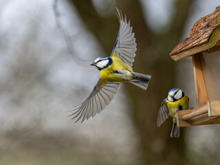 Blaumeise (Cyanistes caeruleu)  