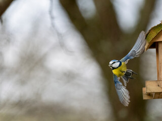 Blaumeise (Cyanistes caeruleu)  