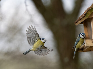 Blaumeise (Cyanistes caeruleu)  