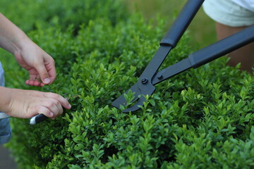 two hands expertly wield garden shears, carefully pruning lush green bushes.