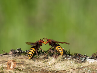 Hornisse (Vespa crabro) Königinnen