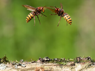 Hornisse (Vespa crabro) Königinnen