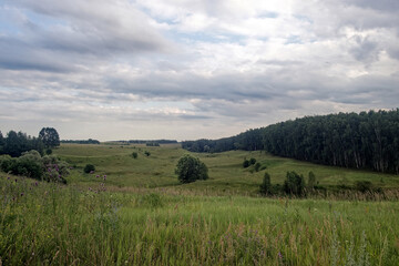 Fototapeta premium Field overgrown with weeds on a cloudy day