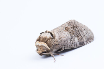 Close-Up of a Goat Moth in a Minimal White Background Setting, Cossus cossus