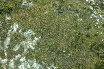 苔の生えた岩石のテクスチャー背景壁紙　自然・日本・山河の表面イメージ