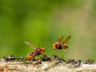 Hornisse (Vespa crabro) Königinnen