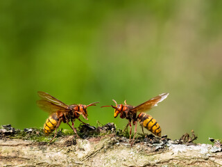 Hornisse (Vespa crabro) Königinnen