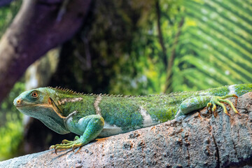 Captive Emdangered Fijian Crested Iguana