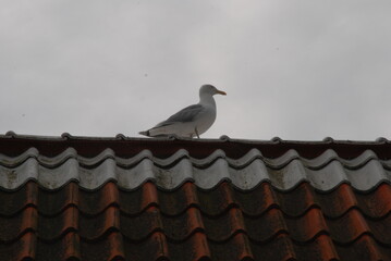 seagull on roof Tallinn Estonia