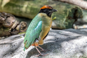 Captive Australian  Noisy Pitta perched on rock
