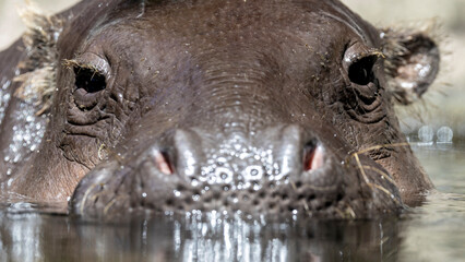 Naklejka premium Close up of captive Pygmy Hippopotamus