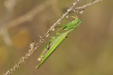 Mantis religiosa