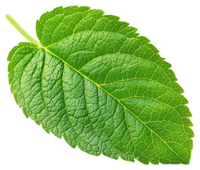 Obraz premium Close up of a Vibrant Green Leaf with Detailed Veins on Transparent Backdrop