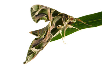 Green Oleander Hawk-moth butterfly on leaf isolated on white background, macro