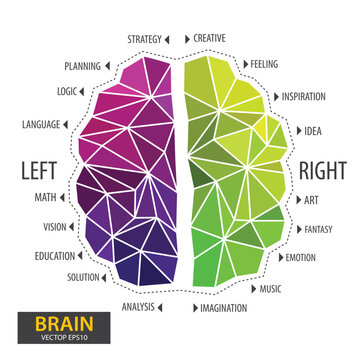 Left and right human brain concept. Infographics brain design. Polygonal art style. Modern geometric graphic. Triangle vector illustration.
