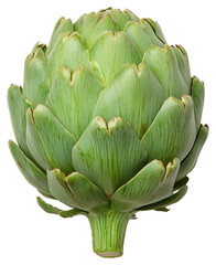 Close Up of Fresh Green Artichoke Vegetable Isolated on Transparent Background
