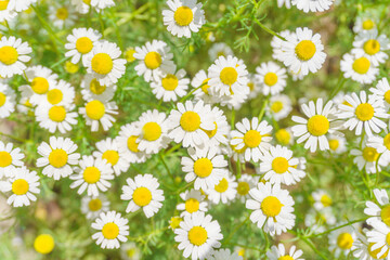 Fototapeta premium カモミールの花畑
