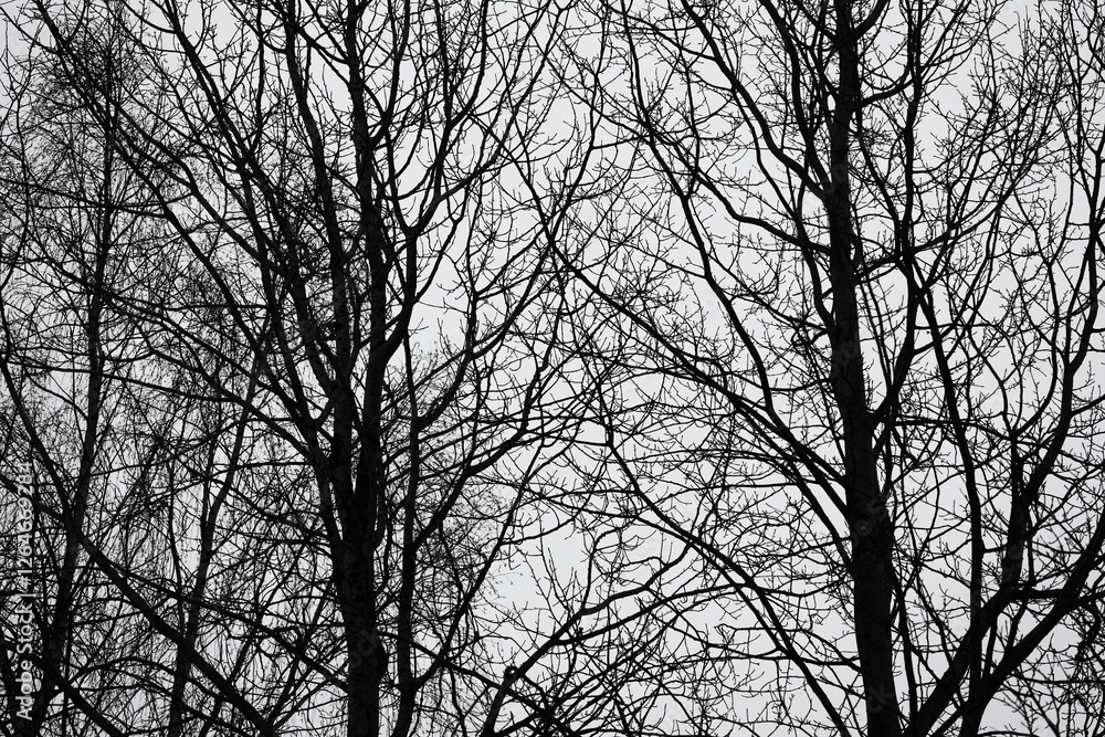 Poster a black and white photo of trees with bare branches.
