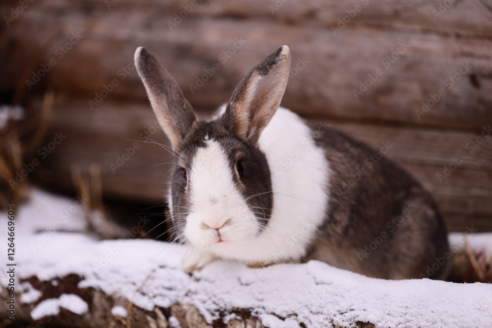Poster a rabbit sits on a snowy log, enjoying the winter scenery.