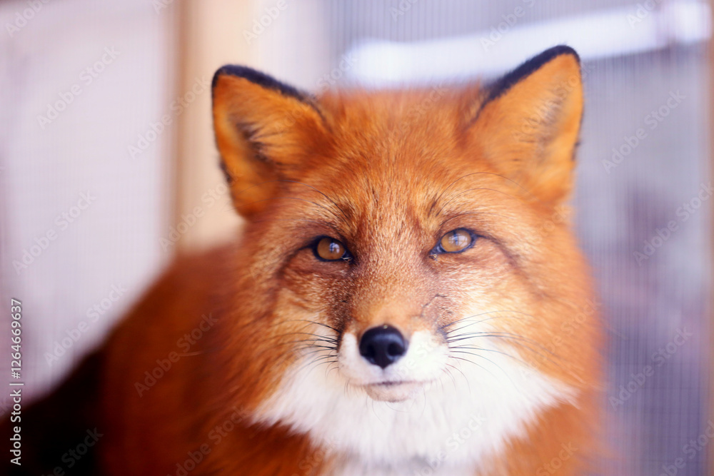 Poster a close-up view of a red fox looking directly at the camera.