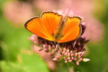 Lycaena virgaureae