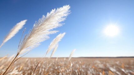 Obraz premium Pampas grass field, sunny day, blue sky, nature background, ideal for websites or prints