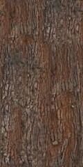 Fototapeta premium turkish pine trunk