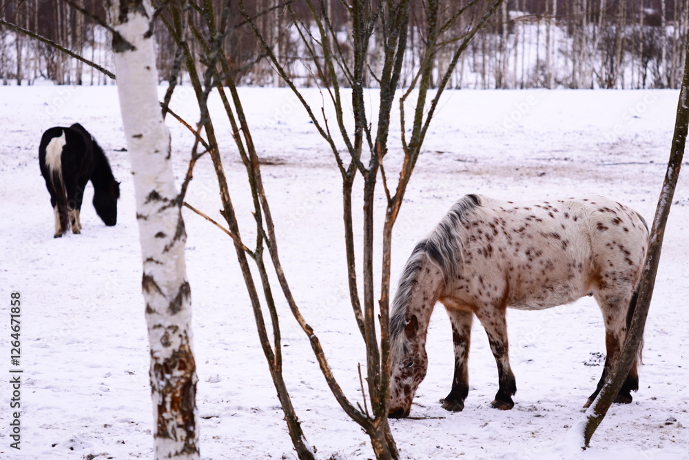 Poster two horses graze in a snowy field surrounded by tall trees.