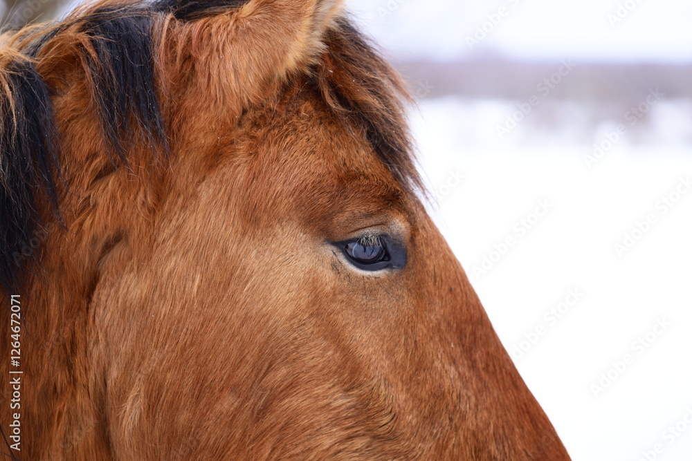 Poster a close-up view of a horse's face covered in snow, with a gentle expression.