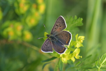 Lycaena tityrus