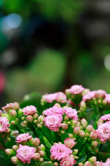 Kalanchoe blossfeldiana, commonly cultivated house plant.