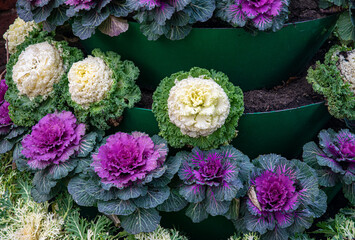 Colourful cabbage in the autumn garden	