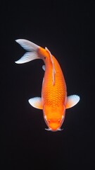Close-up of an elegant orange koi fish swimming gracefully against a dark background.
