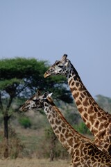 two giraffes in serengeti