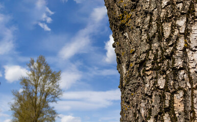 Captivating textures of tree bark against a bright blue sky.