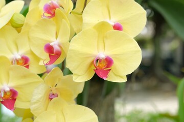 Phalaenopsis amabilis, moth orchid or mariposa orchid growth in the garden. Anggrek