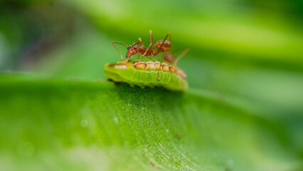 Ant versus caterpillar on a leaf. An ant attacks a caterpillar on a leaf for food gathering