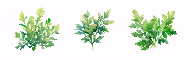 よもぎの水彩画