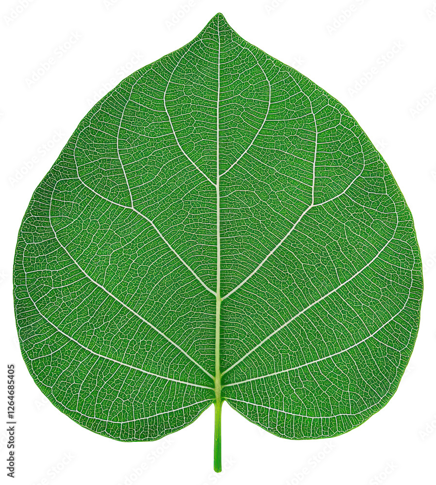 Poster detailed green leaf with visible veins isolated on a transparent background in macro view