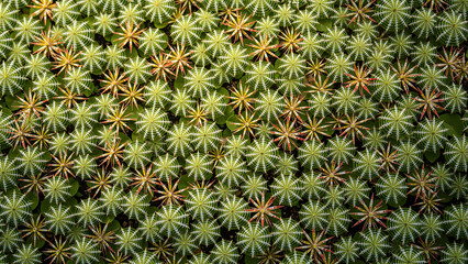 Obraz premium Sundew in a greenhouse with a captivating mood highlighted by intricate patterns of leaves bursting with colors.