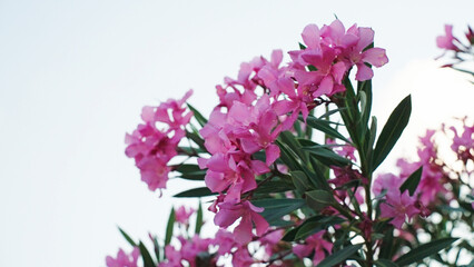 Close-up of beautiful pink oleander flowers blooming on a branch against a soft blue sky. The...