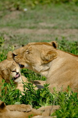 lion and lion cubs