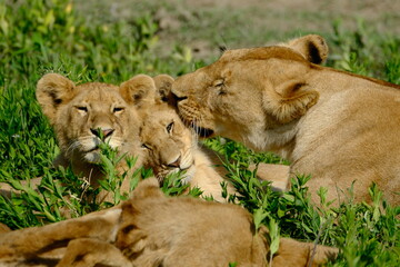 lions in the grass