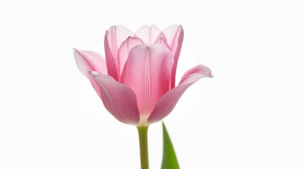 Single Pink Tulip Isolated on White Background
